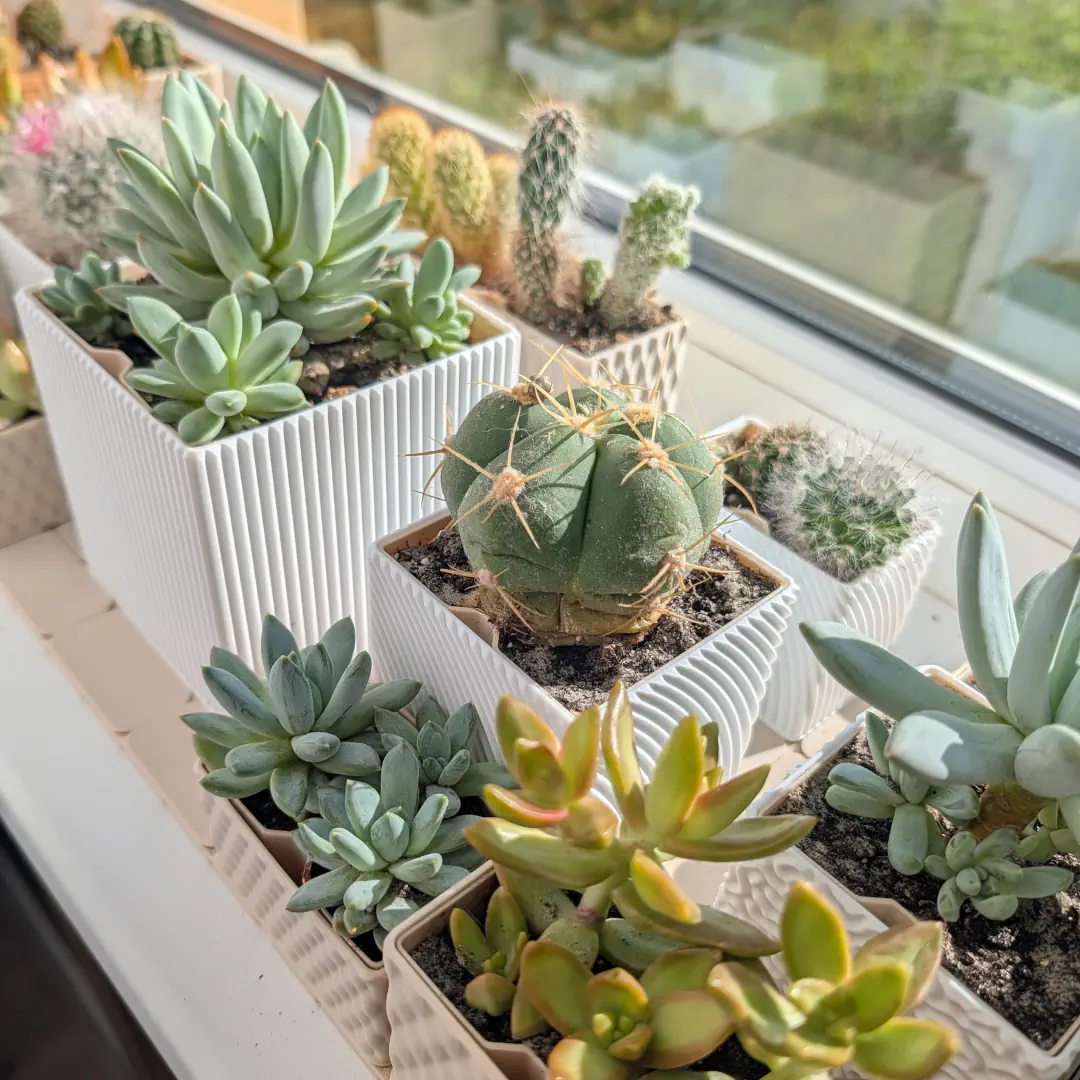 Gridifum Windowsill Organization